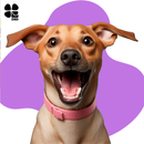 Suplemento Polivitamínico Completo para Pets VitaminDog AaZ com Sabor Bacon - Proteção Total